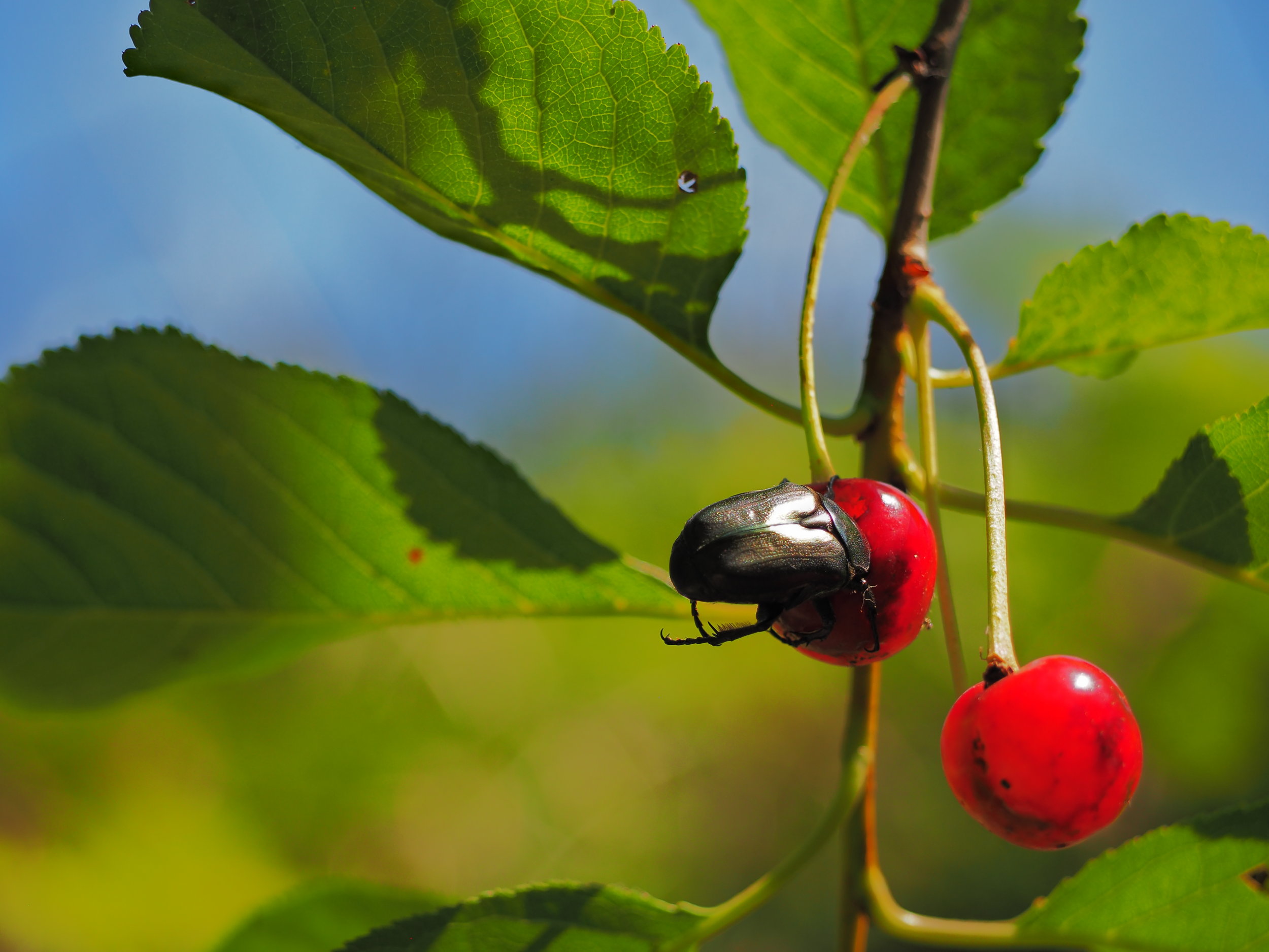 Nature – Photo Roo